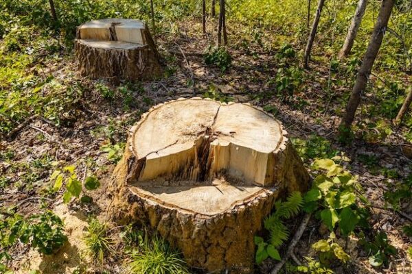 Волинь прокуратура зрізані дерева Берестечко