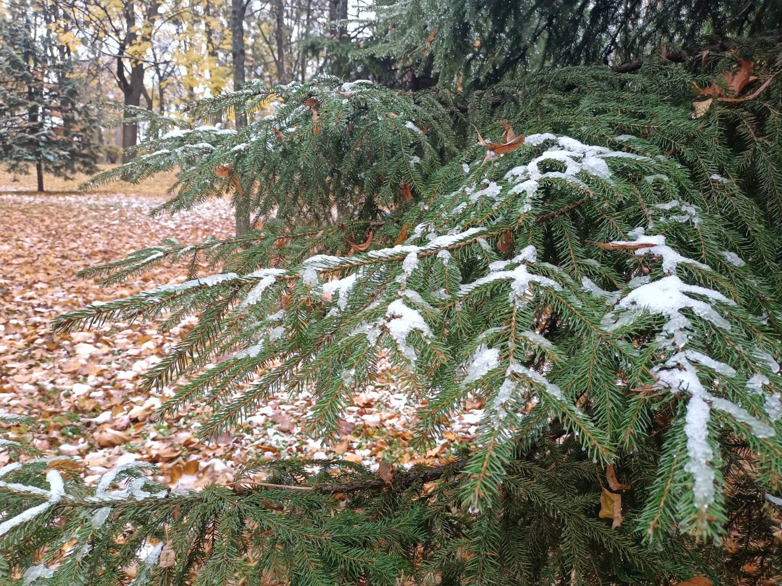 Зима дороги Волинь гроші