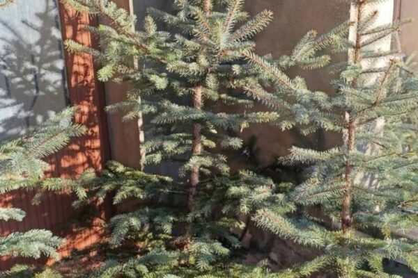 Де купити новорічні ялинки в Луцьку
