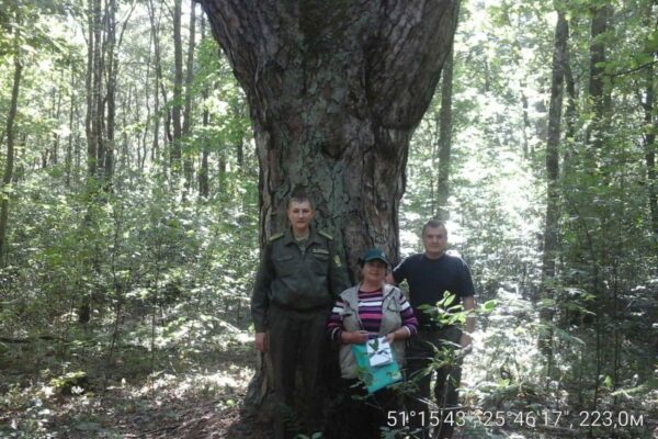 Царська сосна