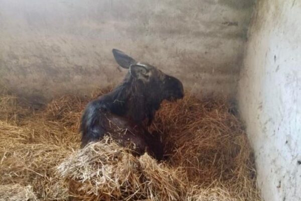 Водій збив самку лося Волинь Ампутація кінцівок у тварини