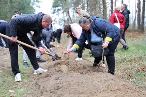 у цуманській пущі висадили ліс