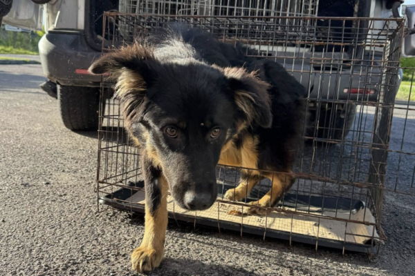 Нововолинськ продовжує стерилізувати безпритульних собак Безпритульний собака виходить із клітки після стерилізації в межах програми гуманного контролю чисельності тварин у Нововолинську.