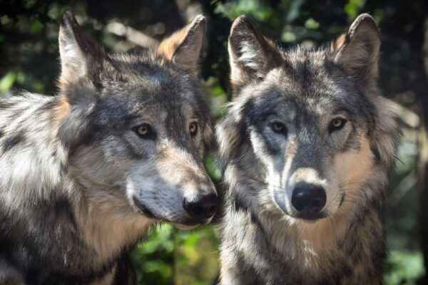Вочвки Німеччина Польща статус недотрканості скасовують