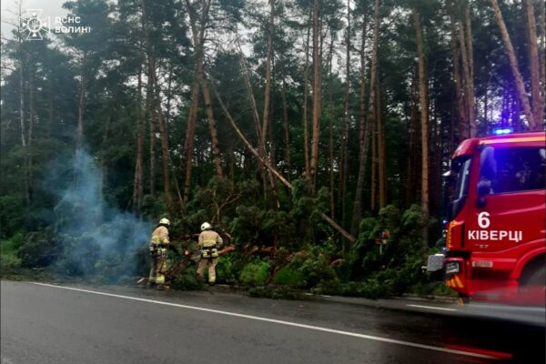 У Луцькому районі на проїжджу частину впало дерево У Луцькому районі на проїжджу частину впало дерево