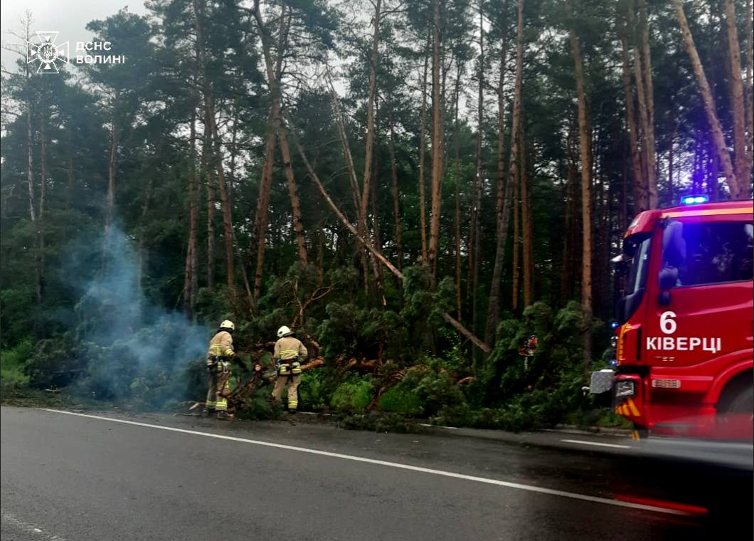 У Луцькому районі на проїжджу частину впало дерево 