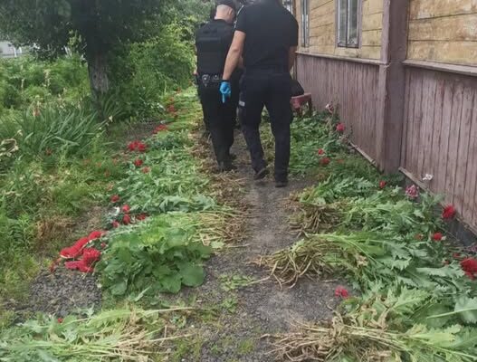 У ковельчанина на присадибній ділянці виявили понад півтори тисячі рослин снотворного маку У ковельчанина на присадибній ділянці виявили понад півтори тисячі рослин снотворного маку