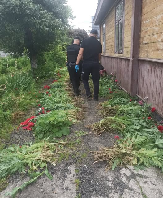 У ковельчанина на присадибній ділянці виявили понад півтори тисячі рослин снотворного маку 