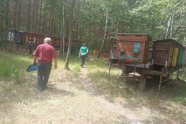 У Ратнівській громаді зафіксоване отруєння бджіл 