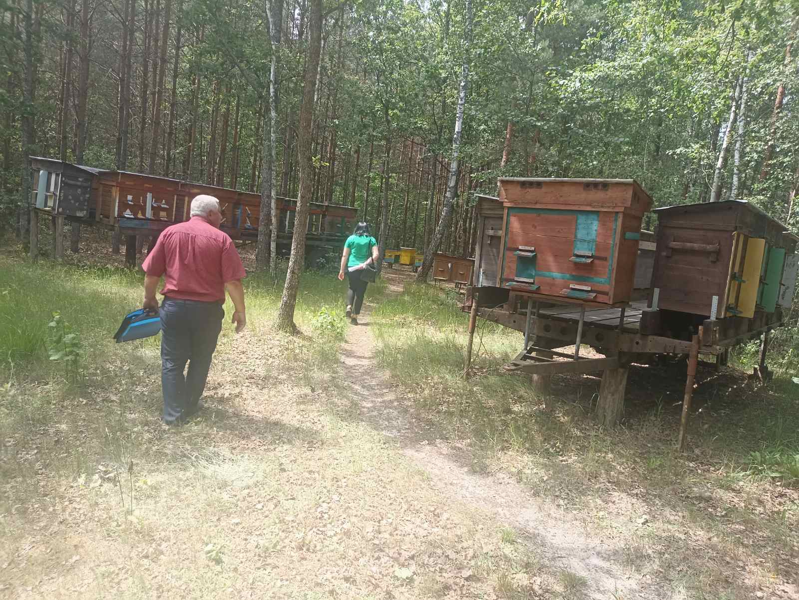 У Ратнівській громаді зафіксоване отруєння бджіл 