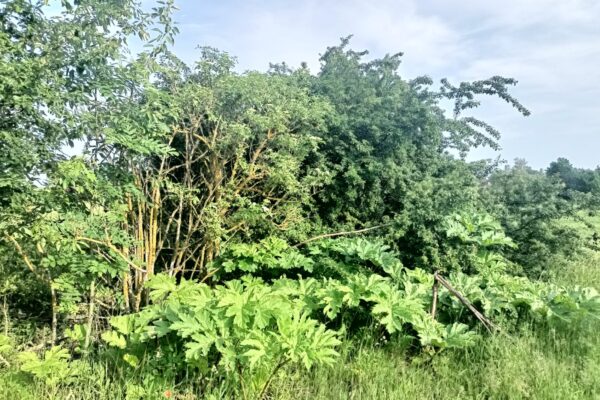 Погода Волинь 9 червня борщівник бузина