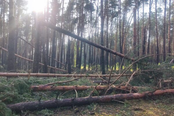 Буревій поламав дерева на Волині 