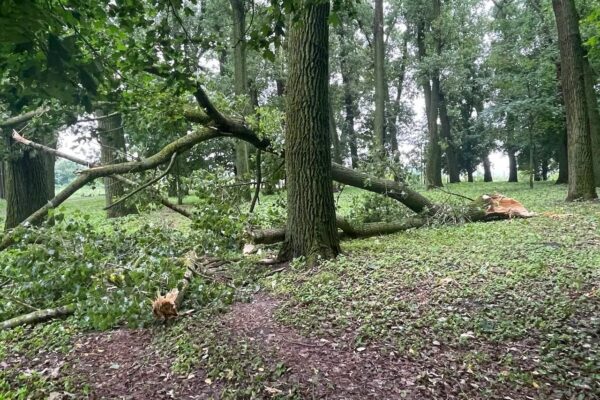 У Володимирі негода повалила дерева та пошкодила лінії електропередач 