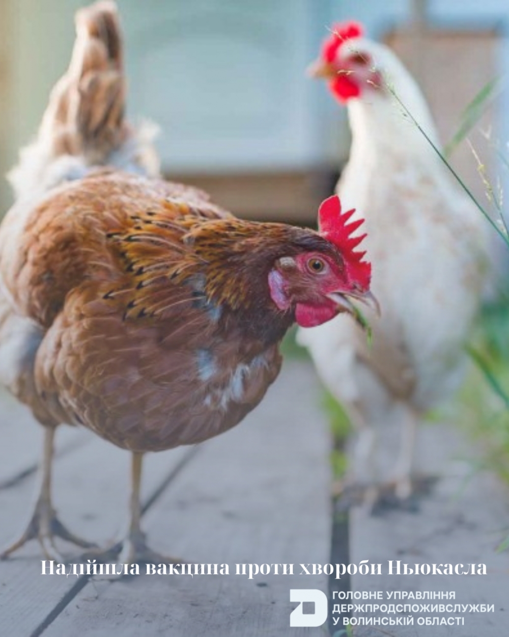 Волинь отримала партію вакцини для щеплення домашньої птиці в приватних домогосподарствах 