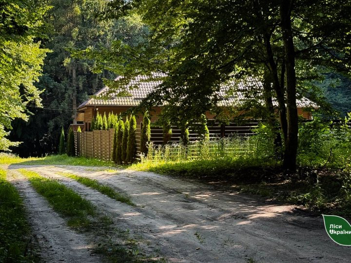 ліси україни