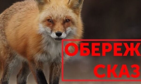 Сказ ковельський район Волинь карантин