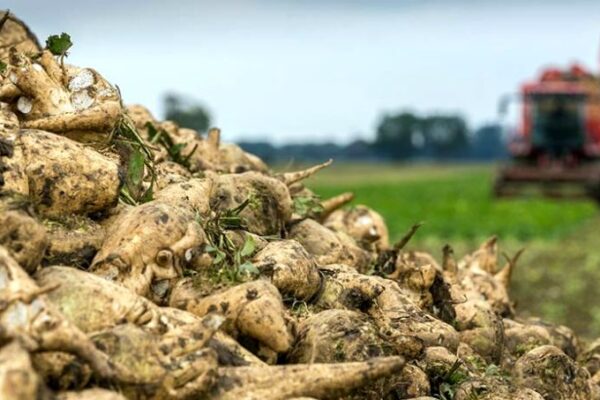 На Волині розпочали сезон цукроваріння 