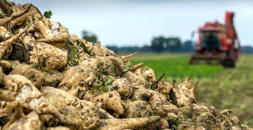 На Волині розпочали сезон цукроваріння