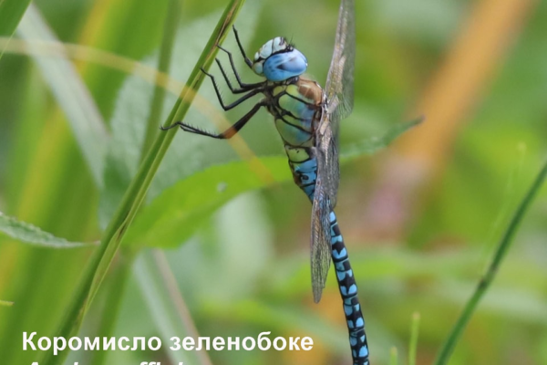новий вид бабок, коромисло зеленобоке