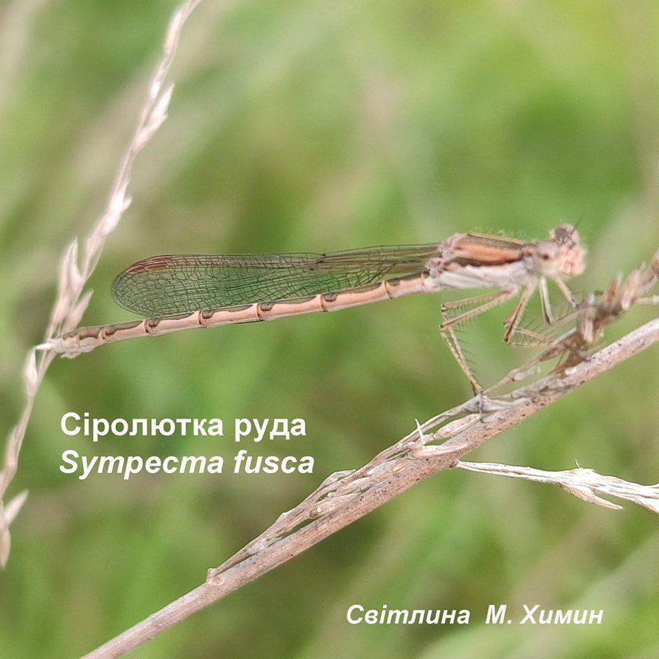 новий вид бабок
сіролютка руда