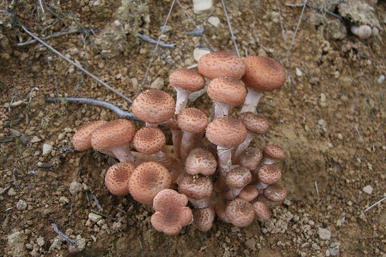 Опеньки лікувальні властивості смакові якості