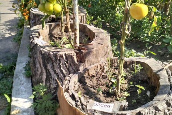 Валентин Ігнатюк полеглий 14 ОМБр унікальні помідори батьки