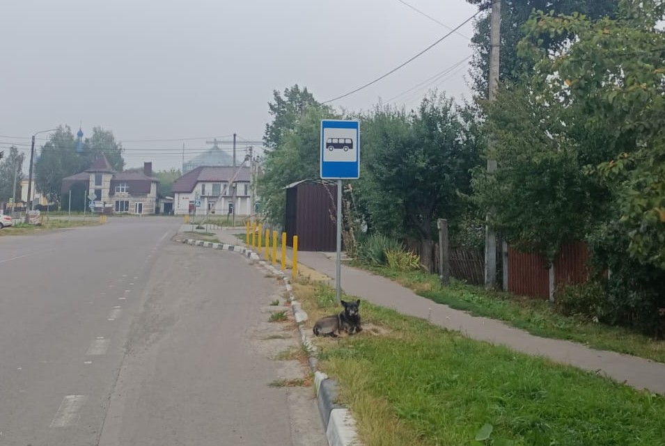 Собаки і коти жертви повітряних обстрілів рашистів проблема