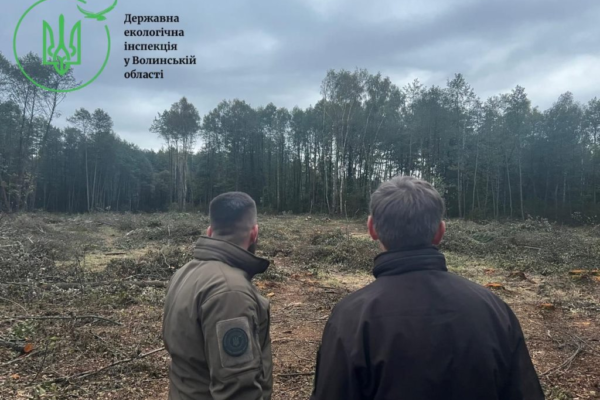 Незаконна вирубка лісів на Волині продовжується незаконна вирубка лісів на Волині