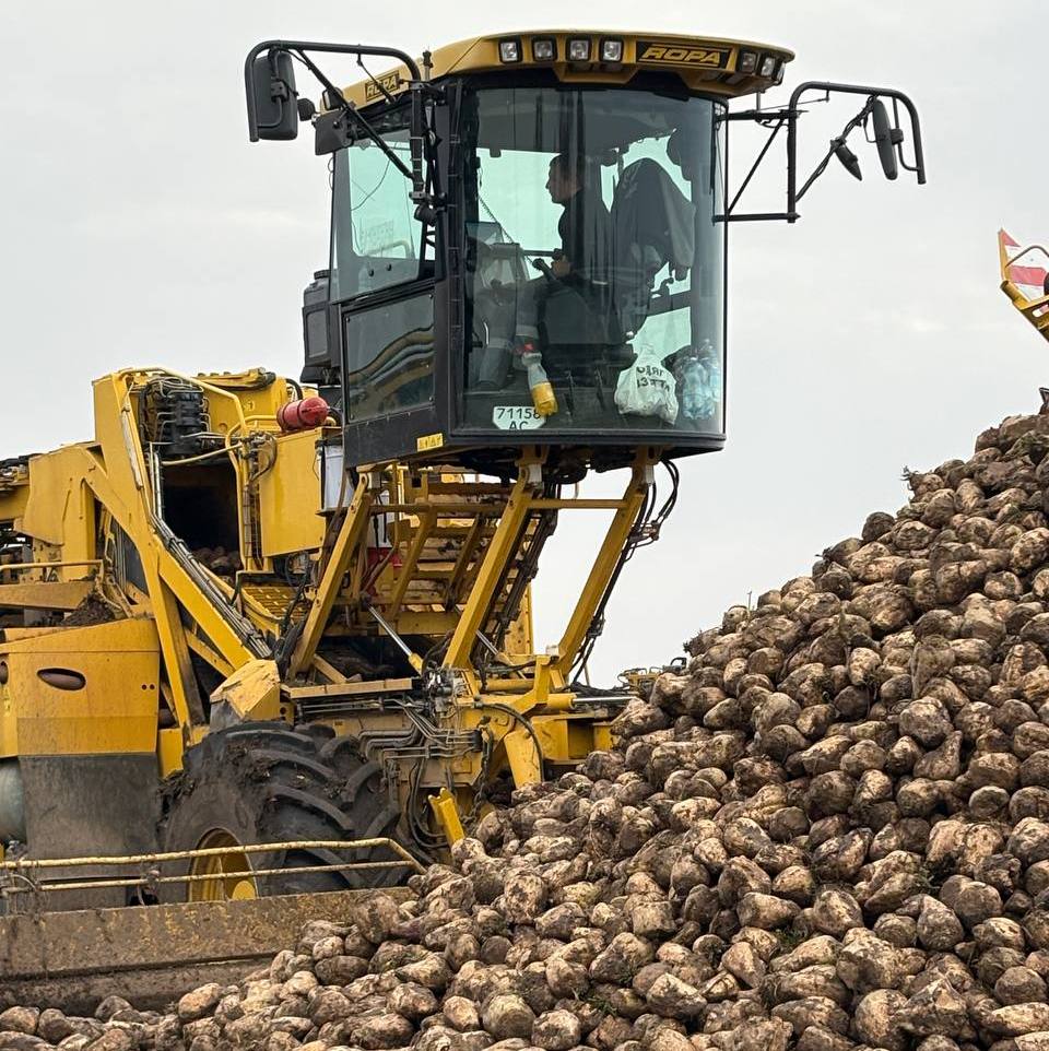 На Волині завершено збирання цукрових буряків 
