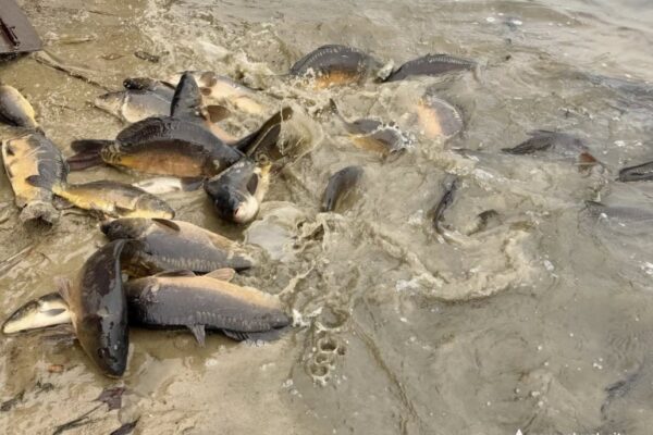 У Нововолинське озеро запустили майже пів тонни риби 