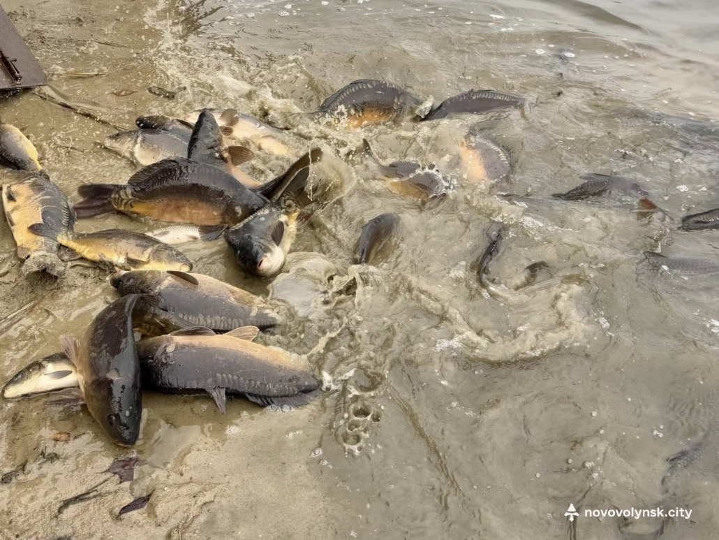 У Нововолинське озеро запустили майже пів тонни риби