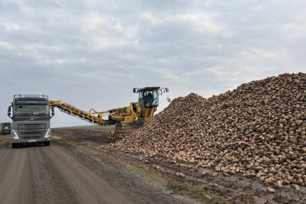 На Волині завершено збирання цукрових буряків 