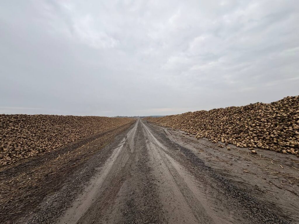 На Волині завершено збирання цукрових буряків 