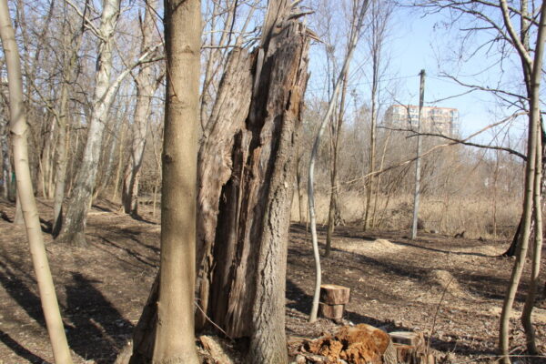 У центральному парку Луцька видалять аварійні дерева 