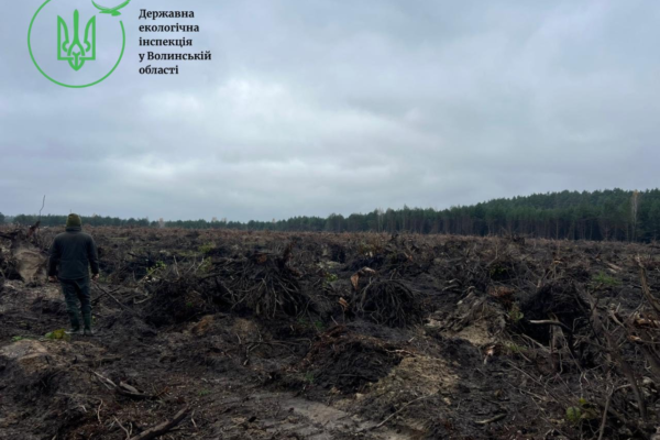 фото зрубаних дерев у ковельсокму районі