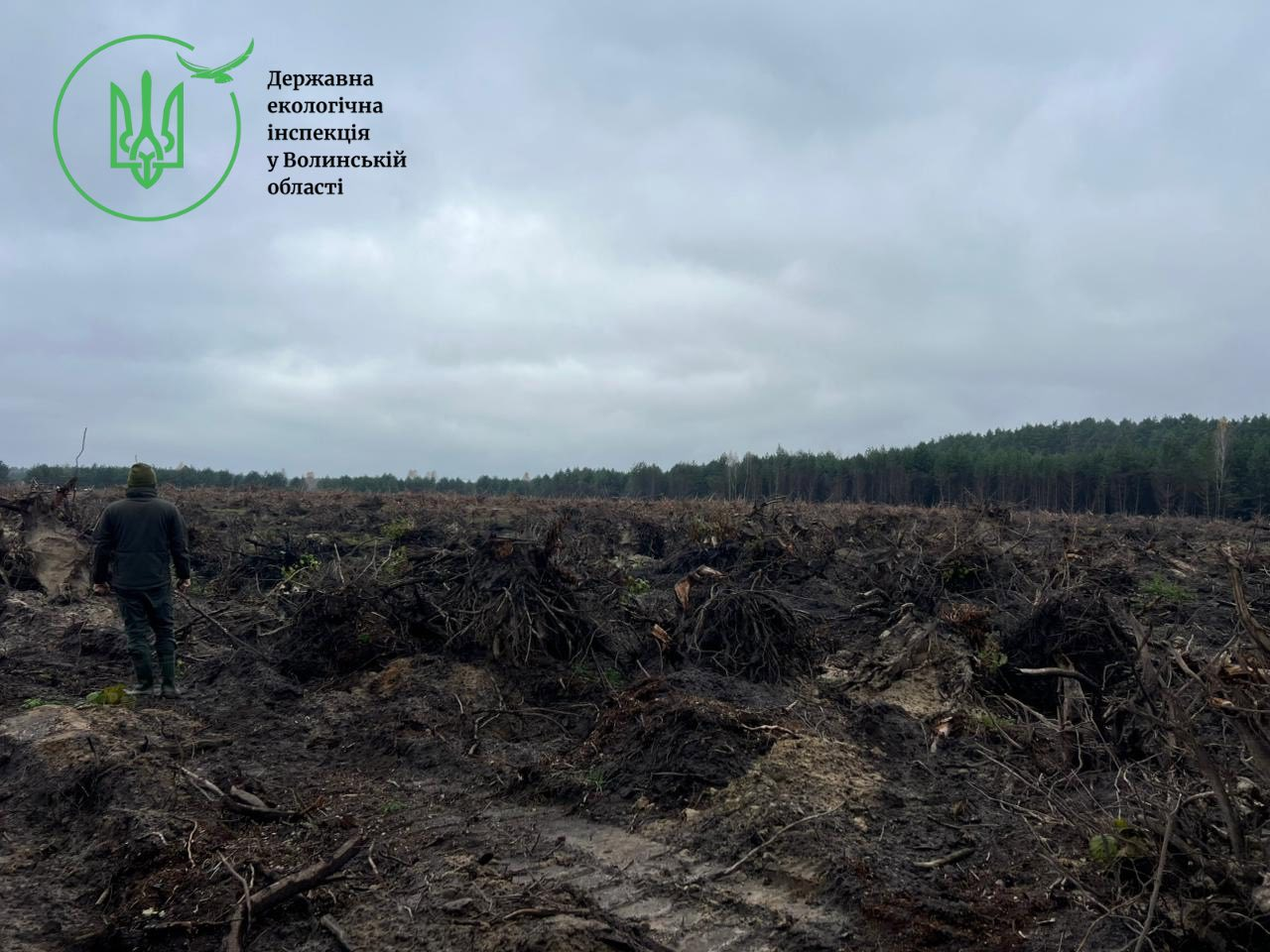 фото зрубаних дерев у ковельсокму районі