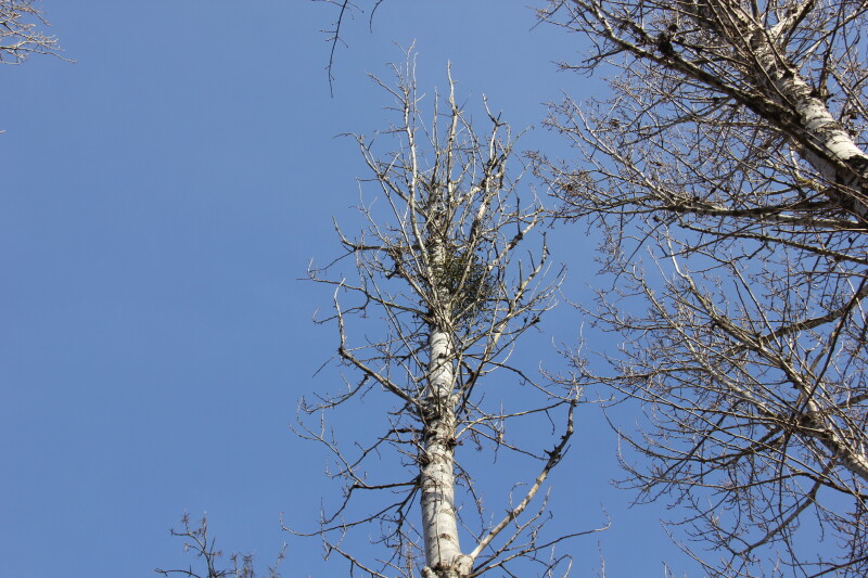 У центральному парку Луцька видалять аварійні дерева