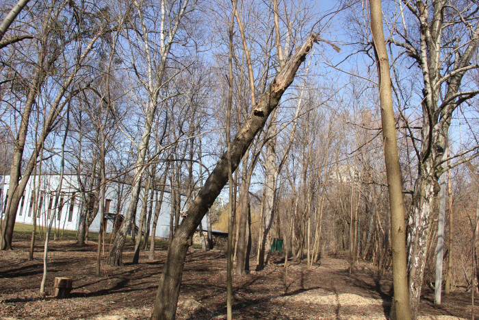 У центральному парку Луцька видалять аварійні дерева