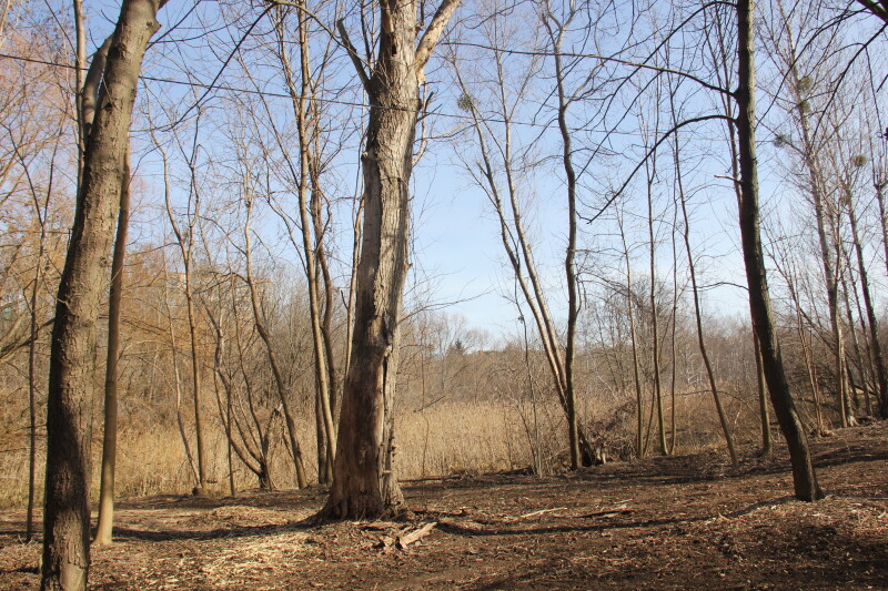 У центральному парку Луцька видалять аварійні дерева