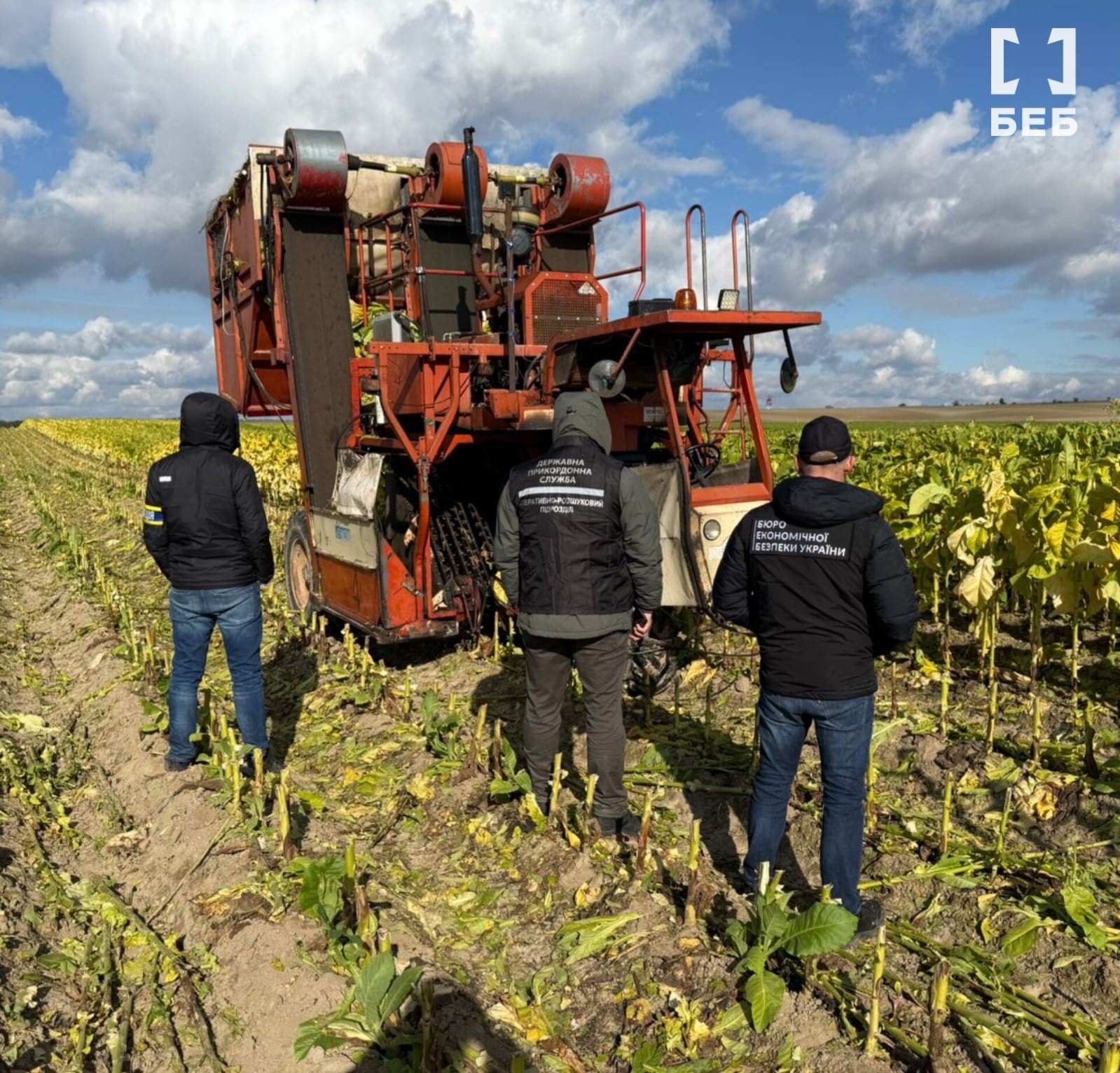 На Волині фермерське господарство незаконно вирощувало тютюн
