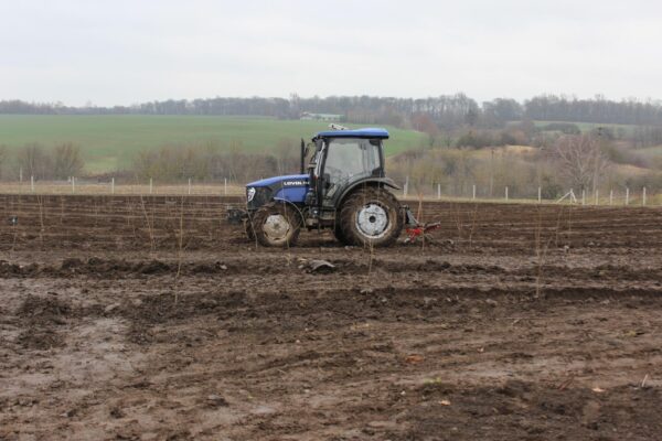 На Горохівщині заклали майже 50 га вишневого саду 