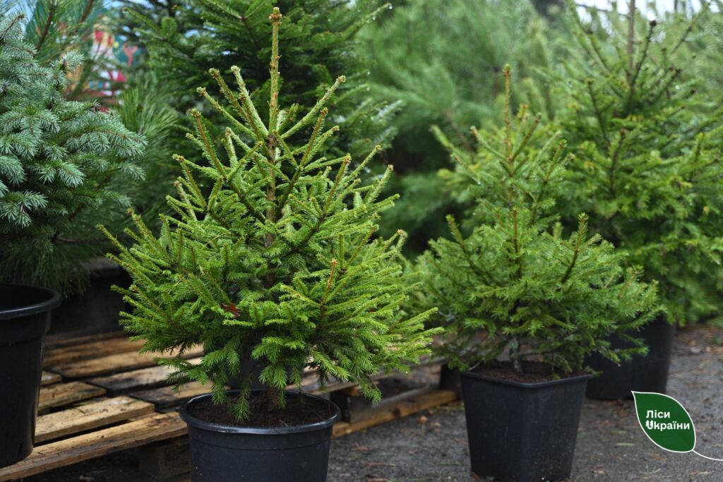 На Волині тривають різдвяні ярмарки: де та за скільки можна купити ялинку?