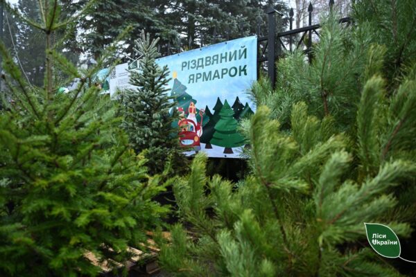 На Волині тривають різдвяні ярмарки: де та за скільки можна купити ялинку? 