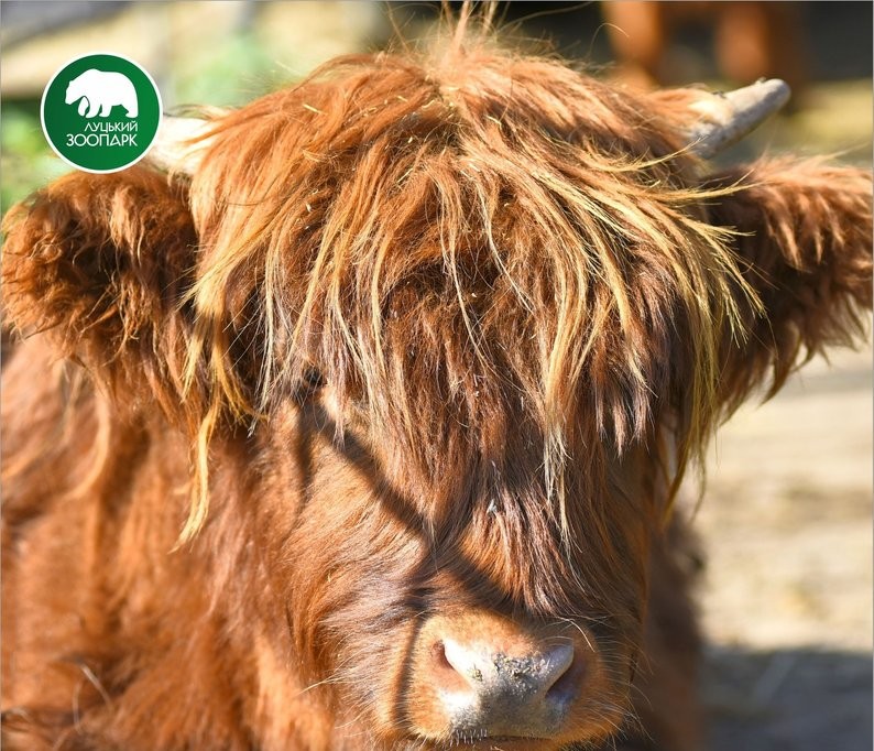 Луцький зоопарк календар 2026 рік