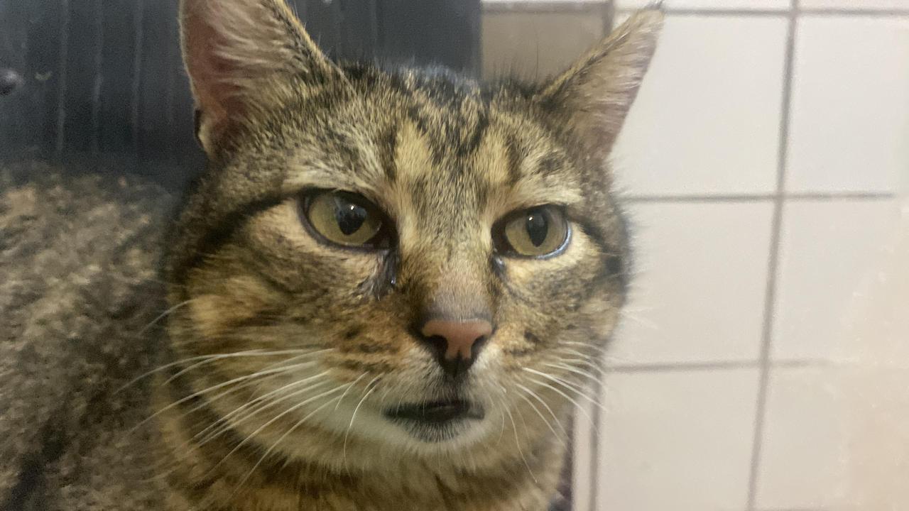 22 ОМБр батальйон врятований кіт війна