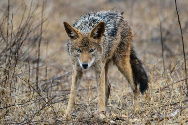 У селі на Волині дикі тварини загризли трьох собак 