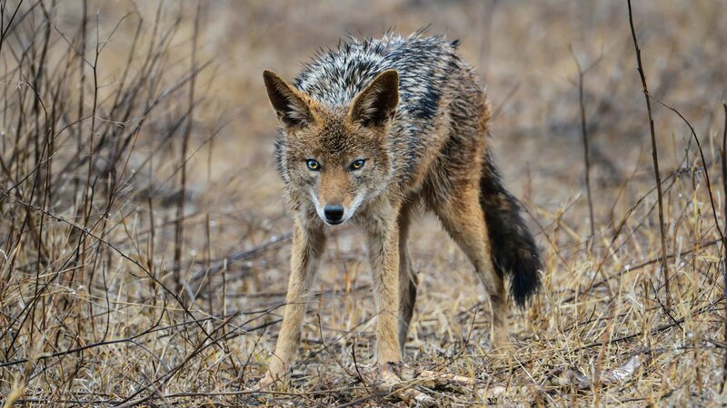 У селі на Волині дикі тварини загризли трьох собак 