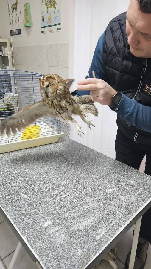 У Нововолинську врятували сову, яка втаранилася в автомобіль 