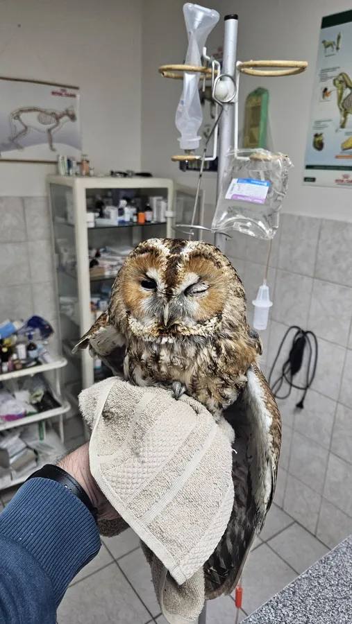 У Нововолинську врятували сову, яка втаранилася в автомобіль 