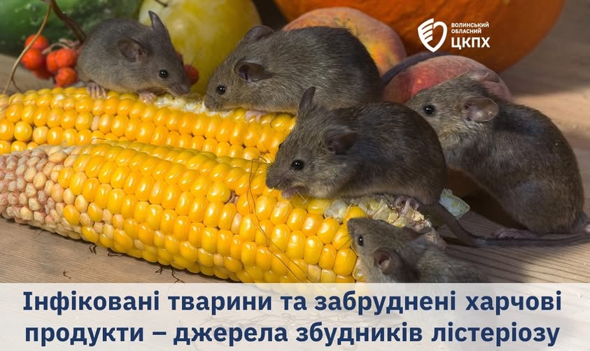 Хвороба лістеріозу підтверджена в лабораторії Волинського обласного центру контролю та профілактики хвороб. 